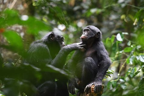 Bonobos Offer Insight Into Evolution Of Cooperation — Harvard Gazette