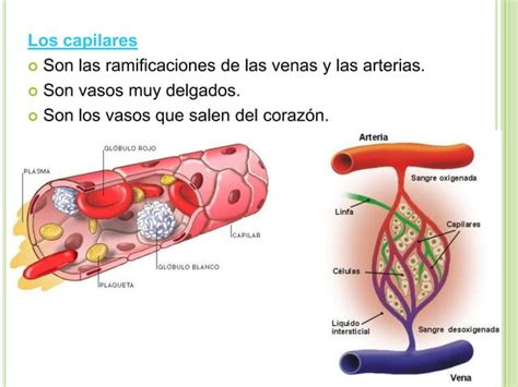 El Aparato Circulatorio PPT Descarga Gratuita