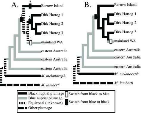 Two possible resolutions of the key polytomy arising in phylogenetic... | Download Scientific ...