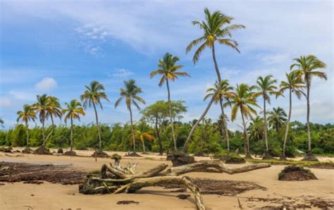 Tudo Sobre A Ilha Do Maraj Joia Do Norte Do Brasil