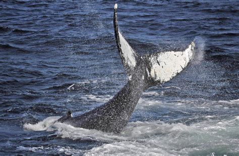 Richard Sobols Story Of A Humpback Whale Named Salt