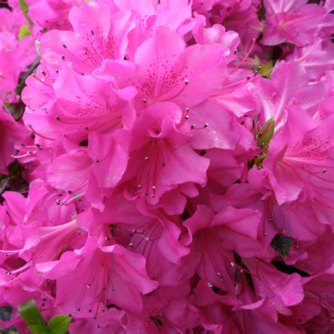 Blue Danube Evergreen Azalea Buy Rhododendron Blue Danube Online