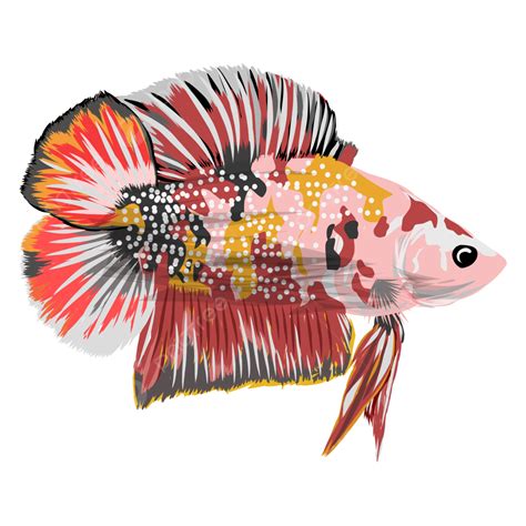 Peces Betta De Colores Vector PNG Betta Pez Pez Betta PNG Y Vector