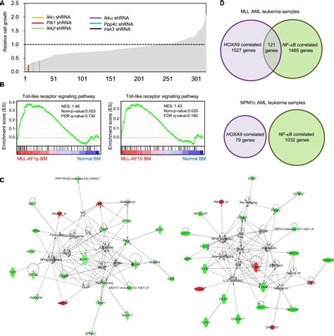 Epigenetic Roles Of Mll Oncoproteins Are Dependent On Nf κb Cancer Cell