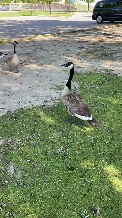 Goose Hissing Youtube