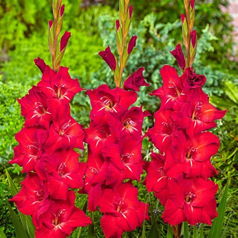 Cuidados Y Cultivo Del Gladiolo Rojo