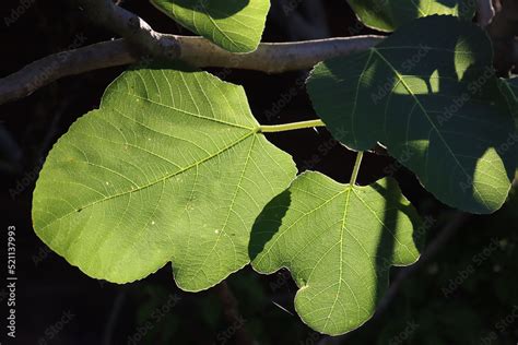 Fig tree with many green leaves against sunlight. Ficus carica in the orchard at sunset Stock ...