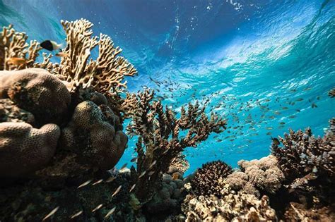 Discover Saudi Arabias Stunning Coral Reefs About Her