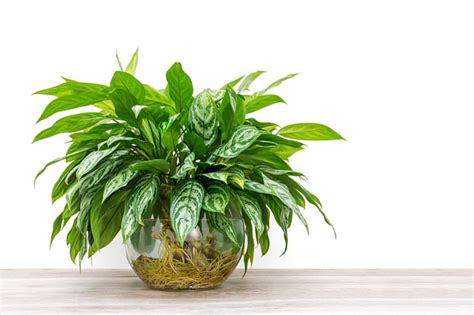 The Ultimate Plant Care Guide For The Aglaonema Chinese Evergreens