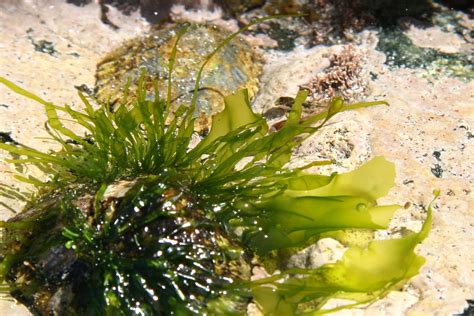 seaweed Free Photo Download | FreeImages