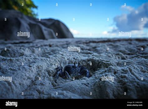Round Eyed Ghost Crab On Anse Georgette On Praslin Island On The