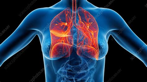 Lungs Illustration Stock Image F Science Photo Library