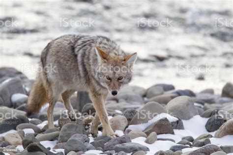 Coyote On The Prowl Stock Photo Download Image Now Animal Animal