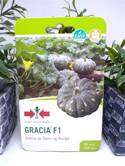 Gracia F1 Kalabasa East West 30seeds Lazada PH