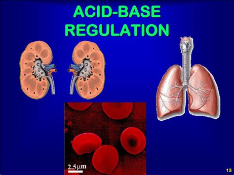 Ppt Advanced Physiology Acid Base Balance Powerpoint Presentation Free Download Id6375336