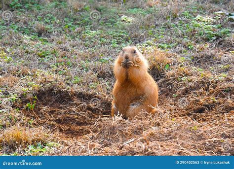 Cute Burrowing Owl Athene Cunicularia Sitting On A Branch Yellow And