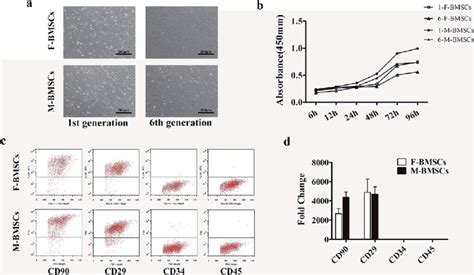 A Morphology Of F Bmscs And M Bmscs In The St Generation And Th