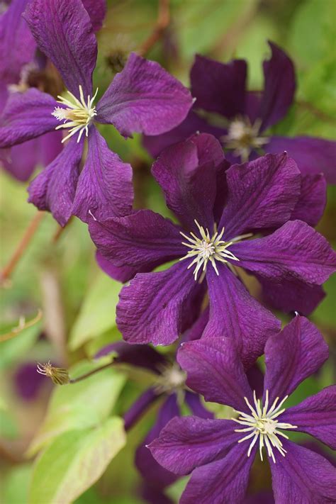 Clematis Purple Bloom - Free photo on Pixabay - Pixabay