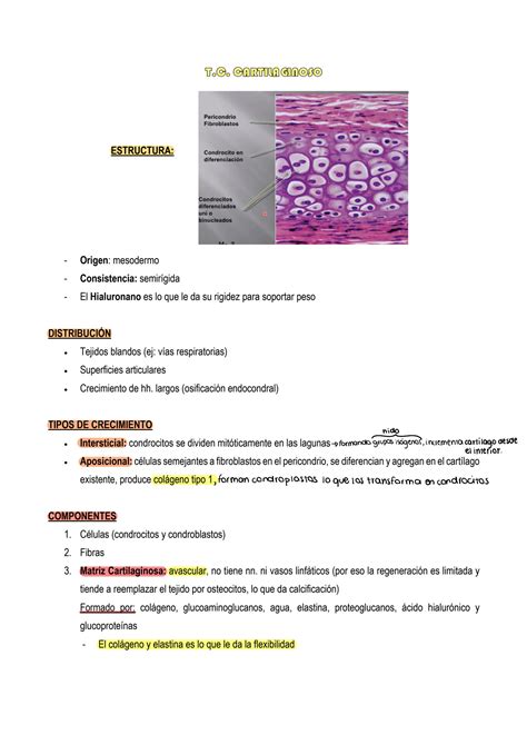 Solution Histolog A Tejido Conjuntivo Cartilaginoso Studypool