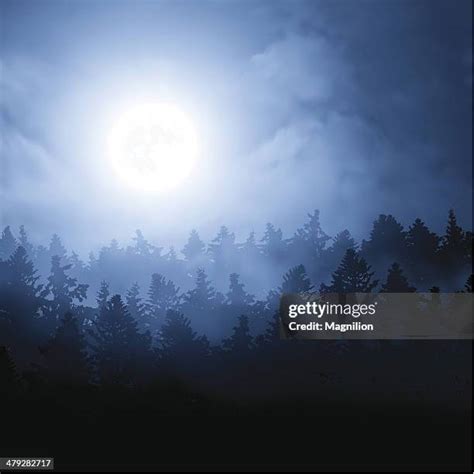 371 Moonlight Forest Background High Res Illustrations Getty Images