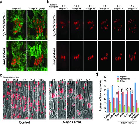 MAP And Kinesin Dependent Nuclear Positioning Is Required For Skeletal