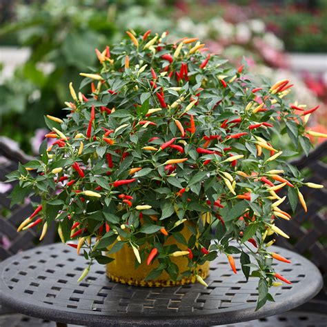 Chilli Pepper Basket Of Fire