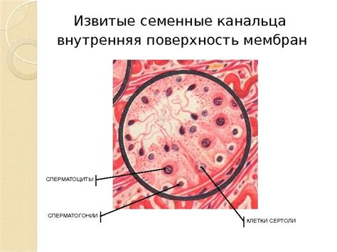 Физиология мужской репродуктивной системы СПЕРМАТОГЕНЕЗ Сперматогенез