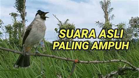 Suara Pikat Burung Kutilang Gacor Asli Ampuh Untuk Panggilan Burung