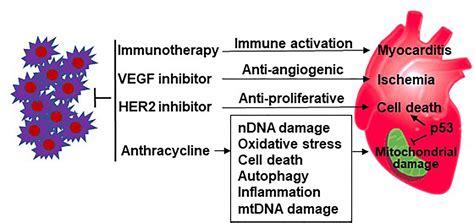 Cardiotoxicity Of Cancer Treatments Focus On Anthracycline