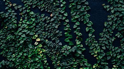 Leaves Wall Green 4k Hd Wallpaper