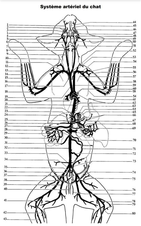 artère chat Diagram Quizlet