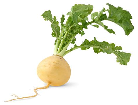 A Freshly Rooted Turnip On A White Background Stock Photo - Download ...
