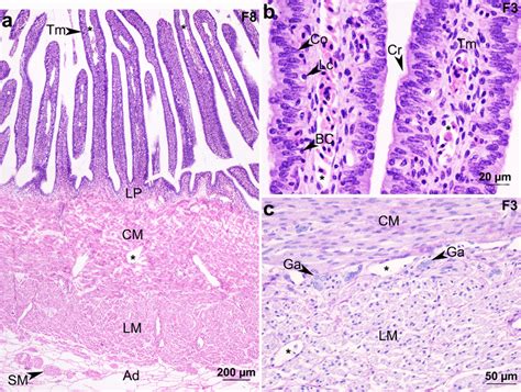 Uterine Microscopic Structures Of F And F Females Of Fluvitrygon