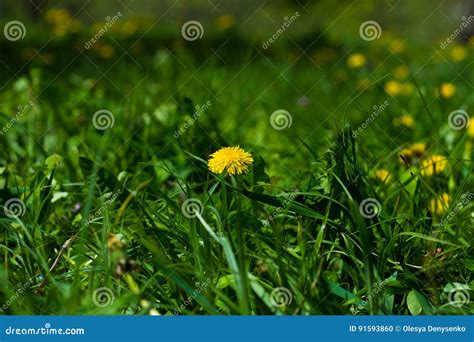 Lush Green Lawn With Dandelion Stock Photo Image Of Field Lash 91593860