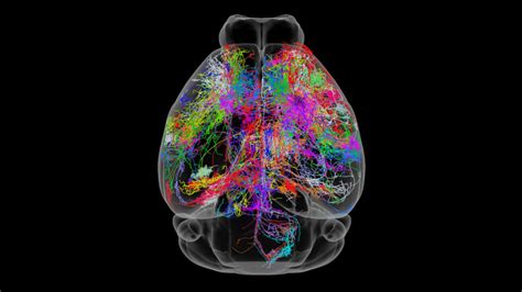 A Google Maps For The Mouse Brain Details Neurons Like Never Before