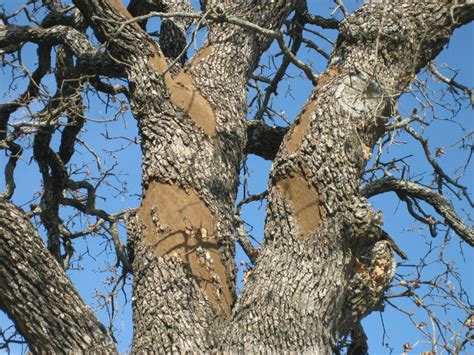 Tree Diseases Hypoxylon Canker Of Oaks Hypoxylon Atropunctatum