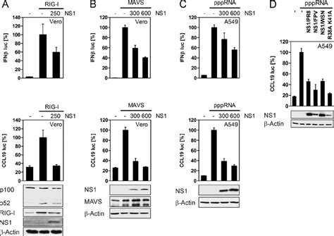 The Ns Proteins Inhibit Ccl Promoter Activation By The Rig I