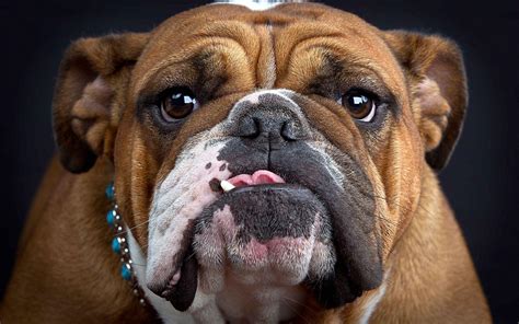 Bulldog Wallpapers - Top Free Bulldog Backgrounds - WallpaperAccess