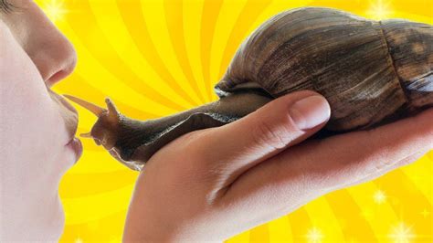 Snails Ancient Humans Ate Giant Land Snails According To New Research