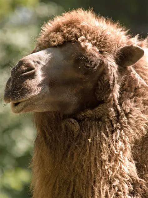 Camel - New World Encyclopedia