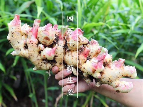 【緊急出品】掘りたて新生姜1kg 農薬不使用 自然栽培 四万十産：高知県産のその他薬味・スパイス｜食べチョク｜産地直送産直お取り寄せ通販