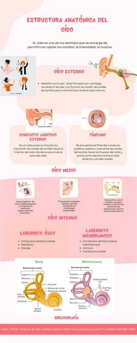 Infografía el oído ESTRUCTURA ANATÓMICA DEL OÍDO EL oído es uno de