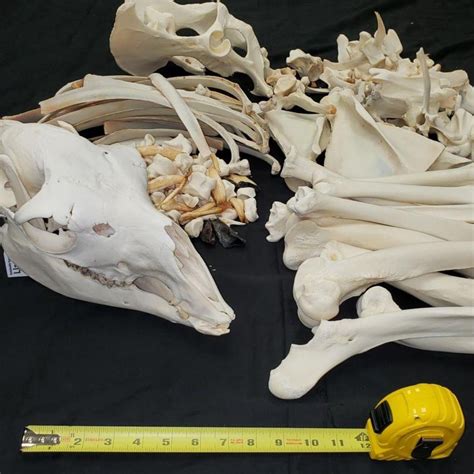 Llama Skeleton Disarticulated A Skullstore Inc