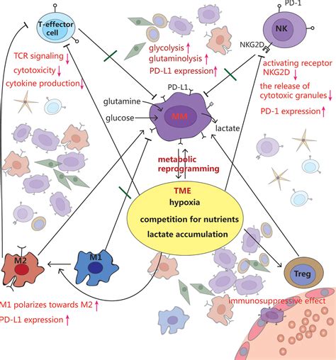 Frontiers Metabolic Reprogramming Induces Immune Cell Dysfunction In The Tumor