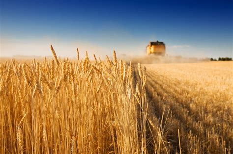 Ukraine Has Exported Million Tons Of Grain And Oil Seed Via