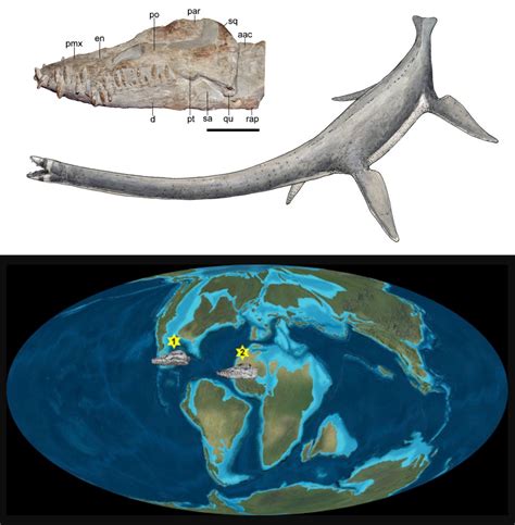 Species New To Science Paleontology • 2017 Redescription Of The Elasmosaurid Plesiosaurian