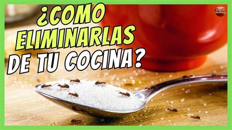 Como Eliminar Las Hormigas Diminutas De Mi Cocina Youtube