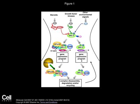 David M. Lonard, Bert W. O'Malley Molecular Cell - ppt download 
