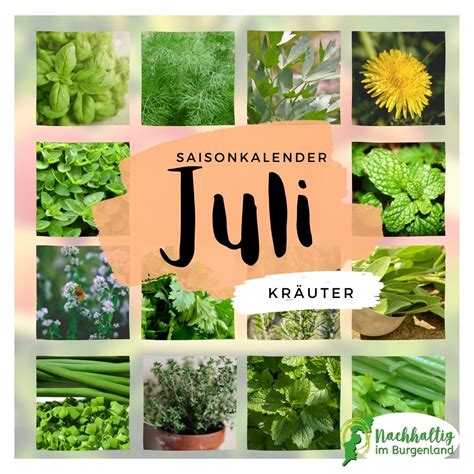 Saisonkalender Juli Nachhaltig Im Burgenland