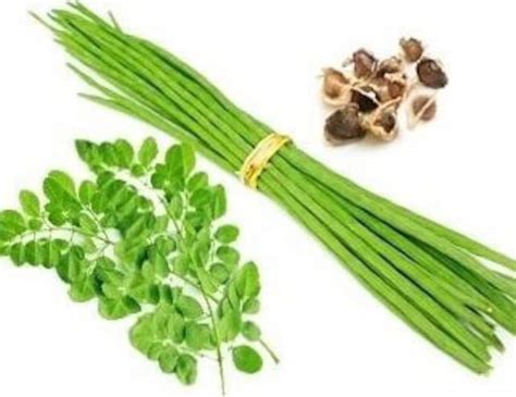 Moringa Seeds Moringa Oleifera Drumstick Sajna Indian Bangladeshi